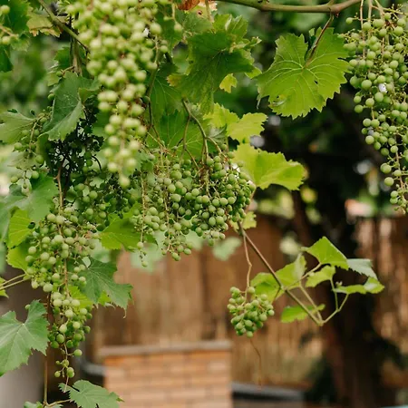 Casa de Férias Zöldorom Verőce